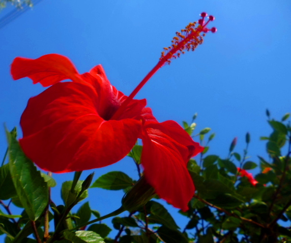 7. flor roja