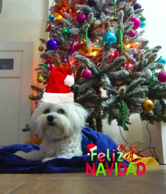 Jaime Torres postal navidad
