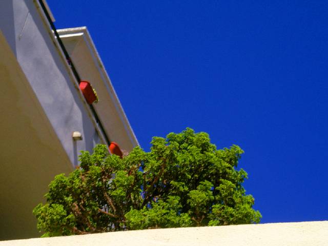 Julia Sánchez cielo y plantas 2