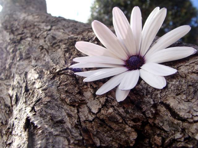 w Elena Mª 'floreciiiiiiiiiiiiiiiiia'