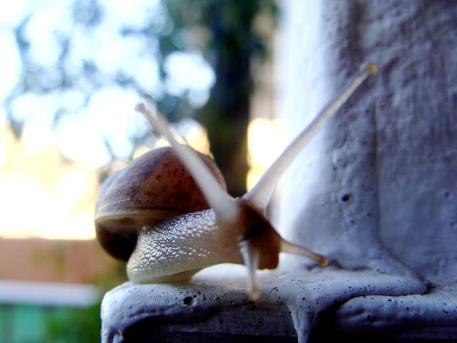 w Elena Mª'caracoliiiio'