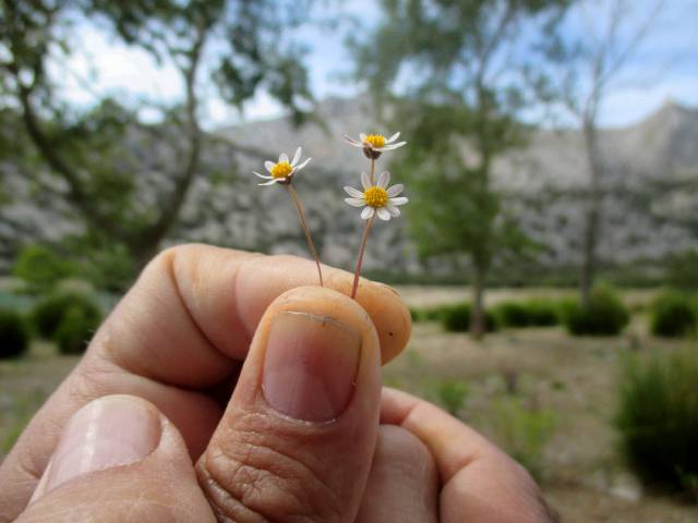 w ElenaMª floreciiiia