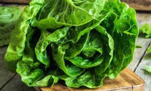 lechugas1