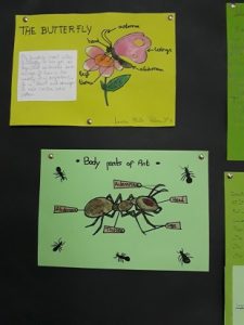 INSECTS_tercero EP_natural science_4