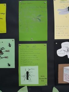 INSECTS_tercero EP_natural science_5