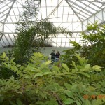 invernadero americano2